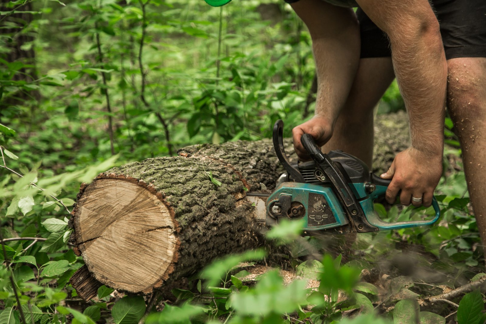 A man with a chainsaw cuts a tree in the forest ,closeup
