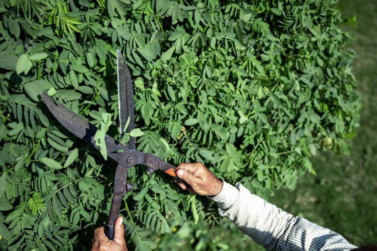 A gardener in the garden trims the leaves of trees with large metal shears