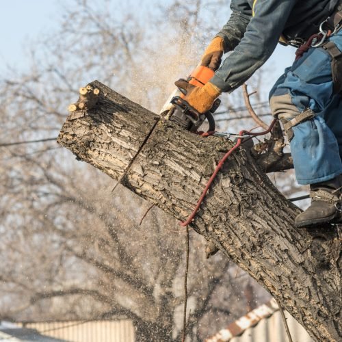 arborist-cuts-branches-with-chainsaw-tree