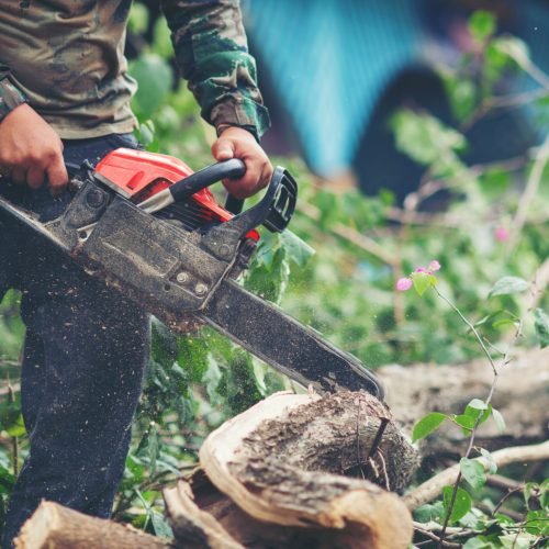 Asian man cutting trees using an electrical chainsaw