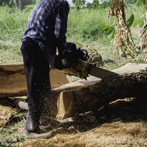 Chainsaw in movement cutting wood. lumberjack worker holding an old chainsaw and sawing the log, big tree in the wood, sawdust flying around.