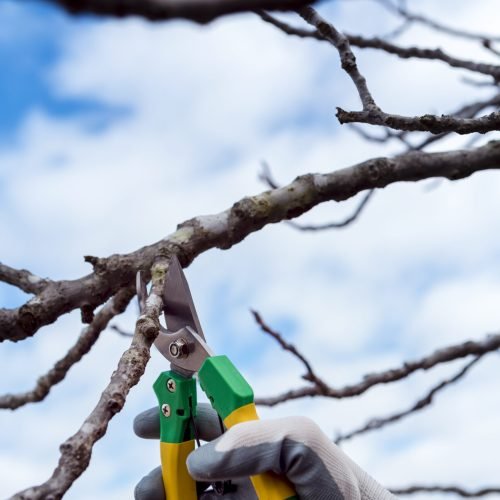 close-up-man-cutting-dried-branches