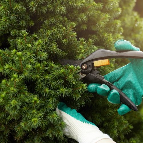 Close up shot of hands in working gloves cutting green bush using pruners in garden. Unrecognizable professional gardener working with hedge shears, trimming plants. Gardening service concept