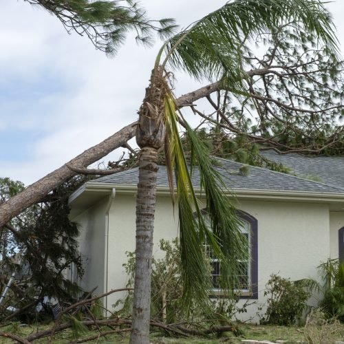 Damage to Florida house roof from uprooted tree after hurricane. Insurance claim on destroyed home. Aftermath of natural disaster concept.
