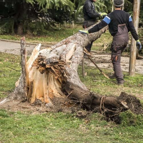 fallen-tree-after-storm-with-workers-removing-debris