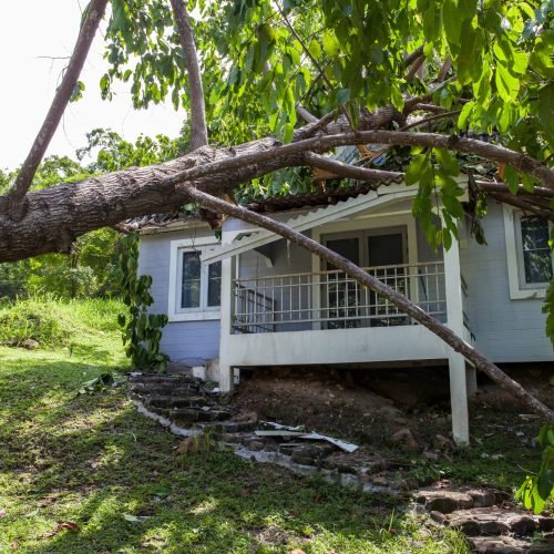 falling tree after hard storm on damage house