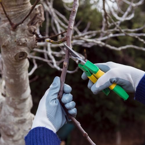 gardener-cutting-dried-branches