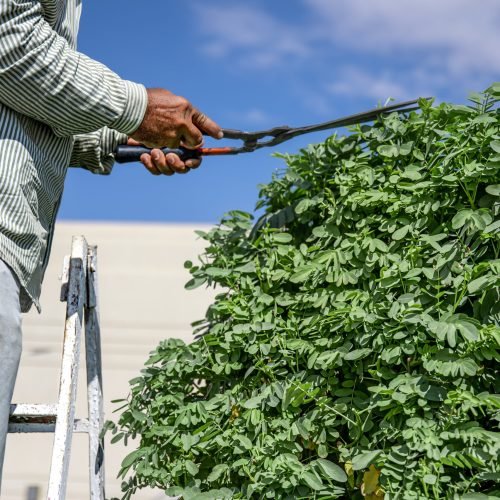 A gardener in the garden with a hut cuts a tree with hedgehogs against the sky. Garden care.