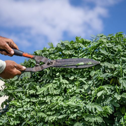 A gardener in the garden with a hut cuts a tree with hedgehogs against the sky. Garden care.