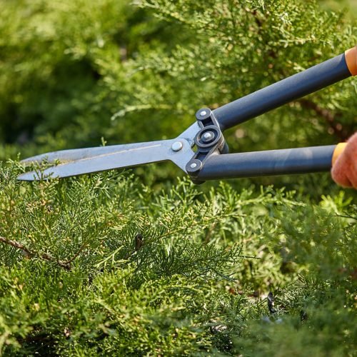 Hands of gardener in orange gloves are trimming the overgrown green shrub using hedge shears on sunny backyard. Worker landscaping garden. Unknown gardener is clipping hedge in spring. Close up