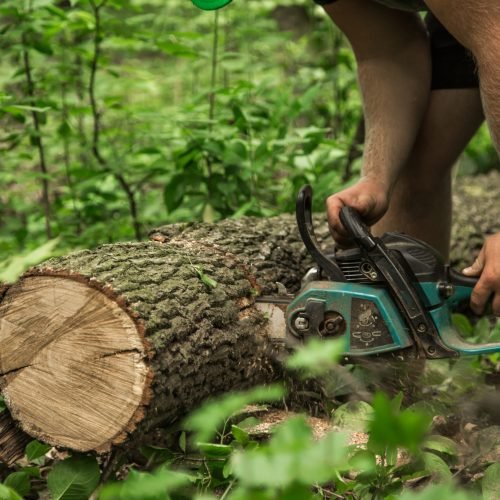 A man with a chainsaw cuts a tree in the forest ,closeup