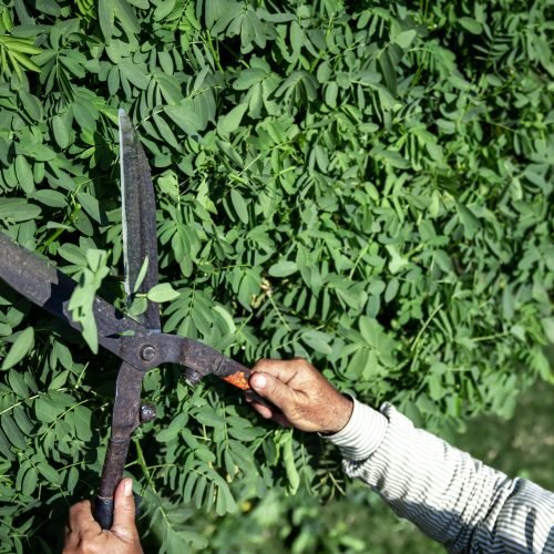 The old gardener cuts the bush with large metal old pruning shears. Garden care.