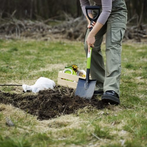 planting-trees-as-part-reforestation-process