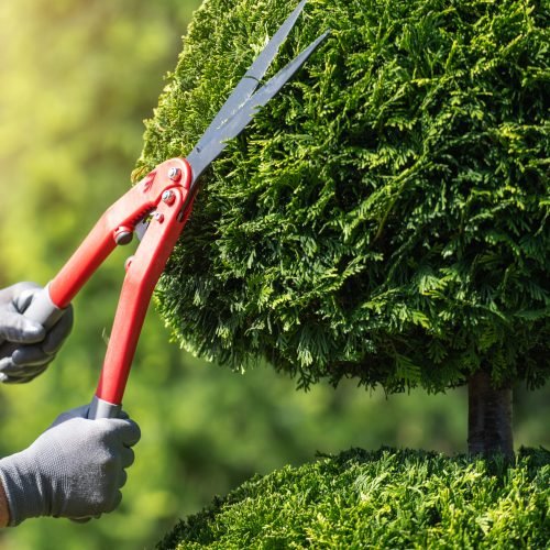 A gardener trims the top of a neatly shaped green hedge using large pruning shears in a sunny garden setting.