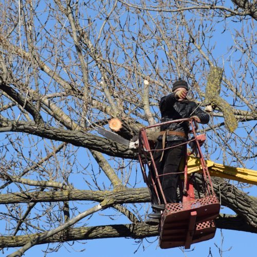 Pruning trees using a lift-arm. Chainsaw Cutting unnecessary branches of the tree. Putting in order of parks and gardens.