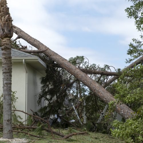 Tree damage to home rooftop after hurricane in Florida. Fallen down debris after strong tropical storm winds. Consequences of natural disaster.