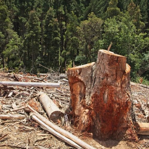 A scenery of stumps in the middle of a beautiful green forest