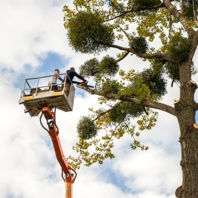 Two service workers cutting down big tree branches with chainsaw from high chair lift crane platform. Deforestation and gardening concept.